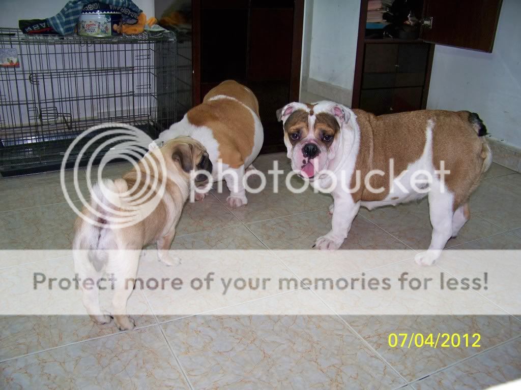 trôm vào nhà lấy đồ còn  cả gan ngồi kế bên luôn - 4