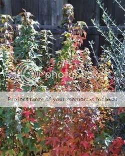 kỹ thuật tạo bonsai gốc to từ nhiều cây nhỏ