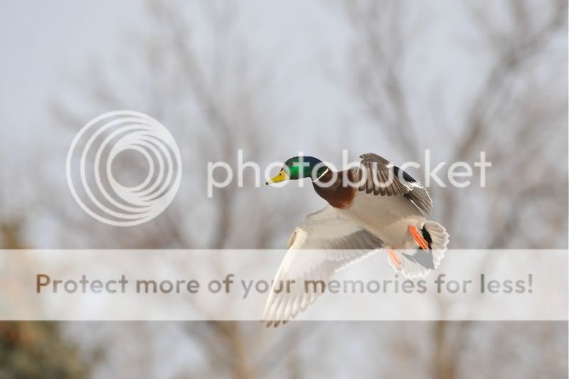 wood ducks cupped up