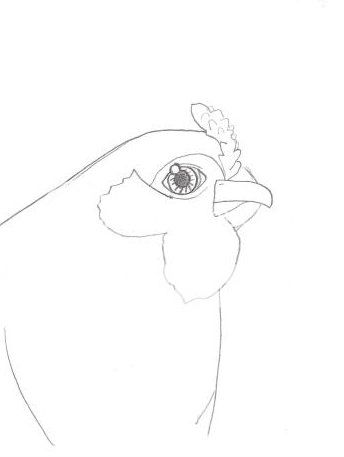 Big Chicken, Little Chicken, Tiny Chicken, Chick-ken Contest - Ended