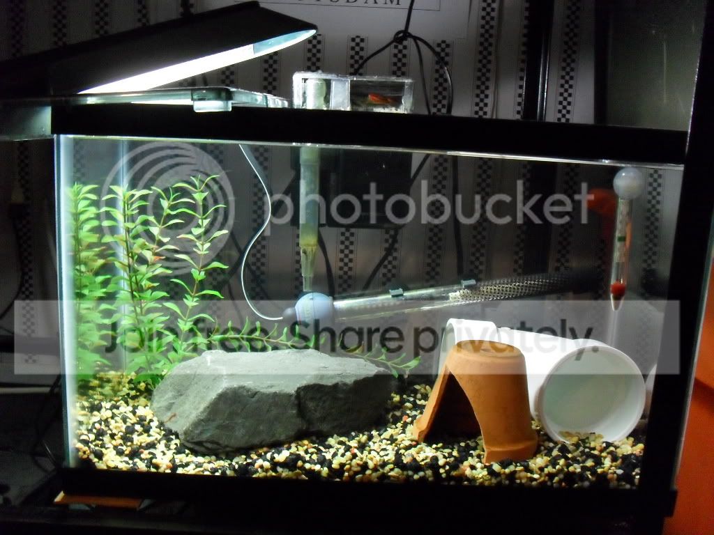 Cichlid-Forum My Fish room update Cichlid-Forum My Fish room update