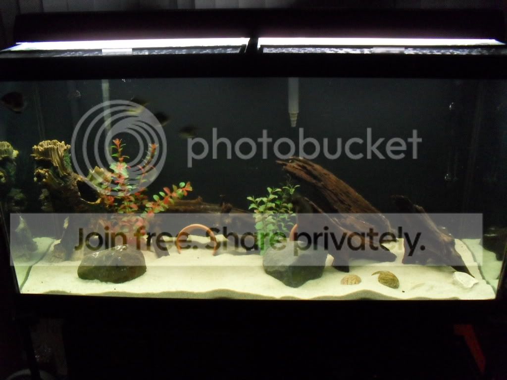 Cichlid-Forum My Fish room update Cichlid-Forum My Fish room update