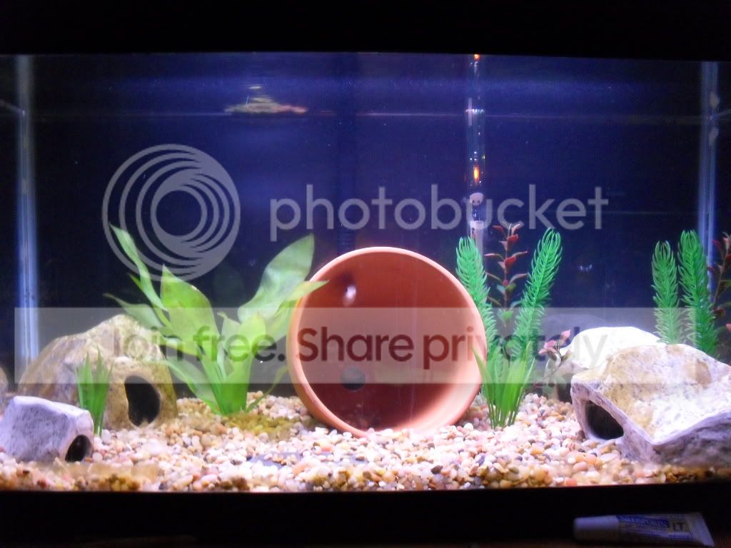 Oscar fish and convicts