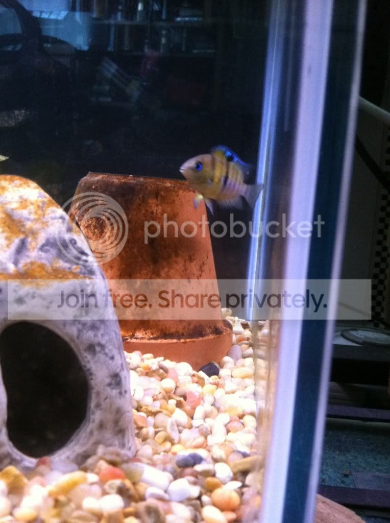 Cichlid-Forum My Fish room update Cichlid-Forum My Fish room update