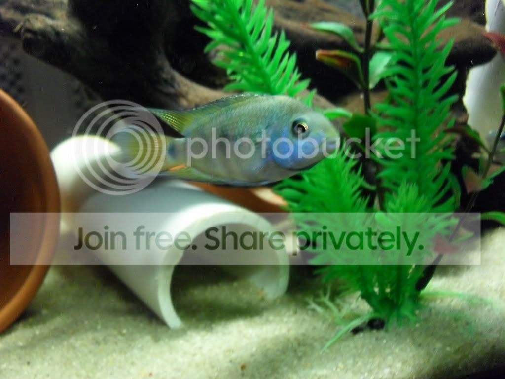 Cichlid-Forum Carpintis and HRP not growing at all 